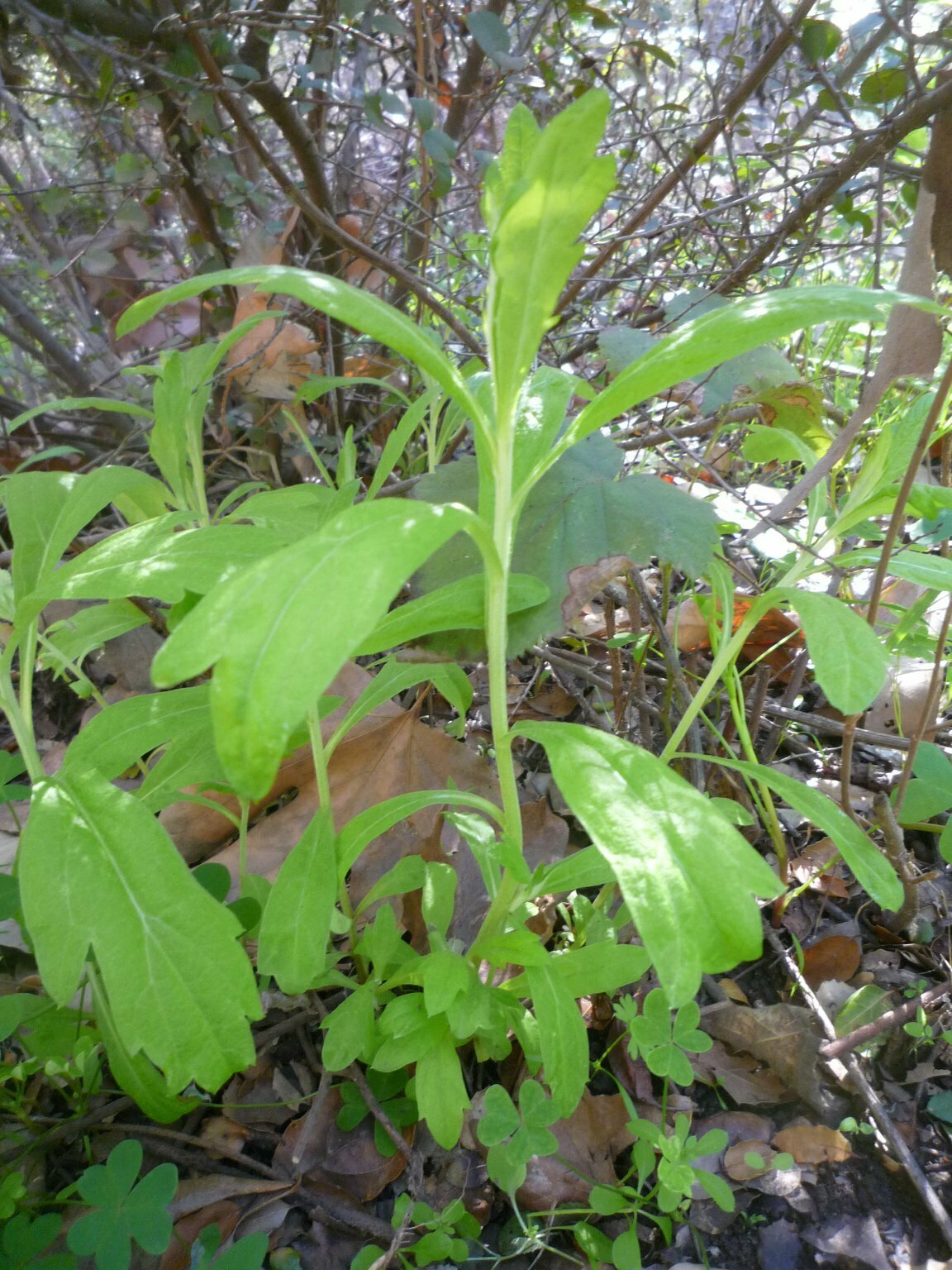 High Resolution Artemisia douglasiana Shoot